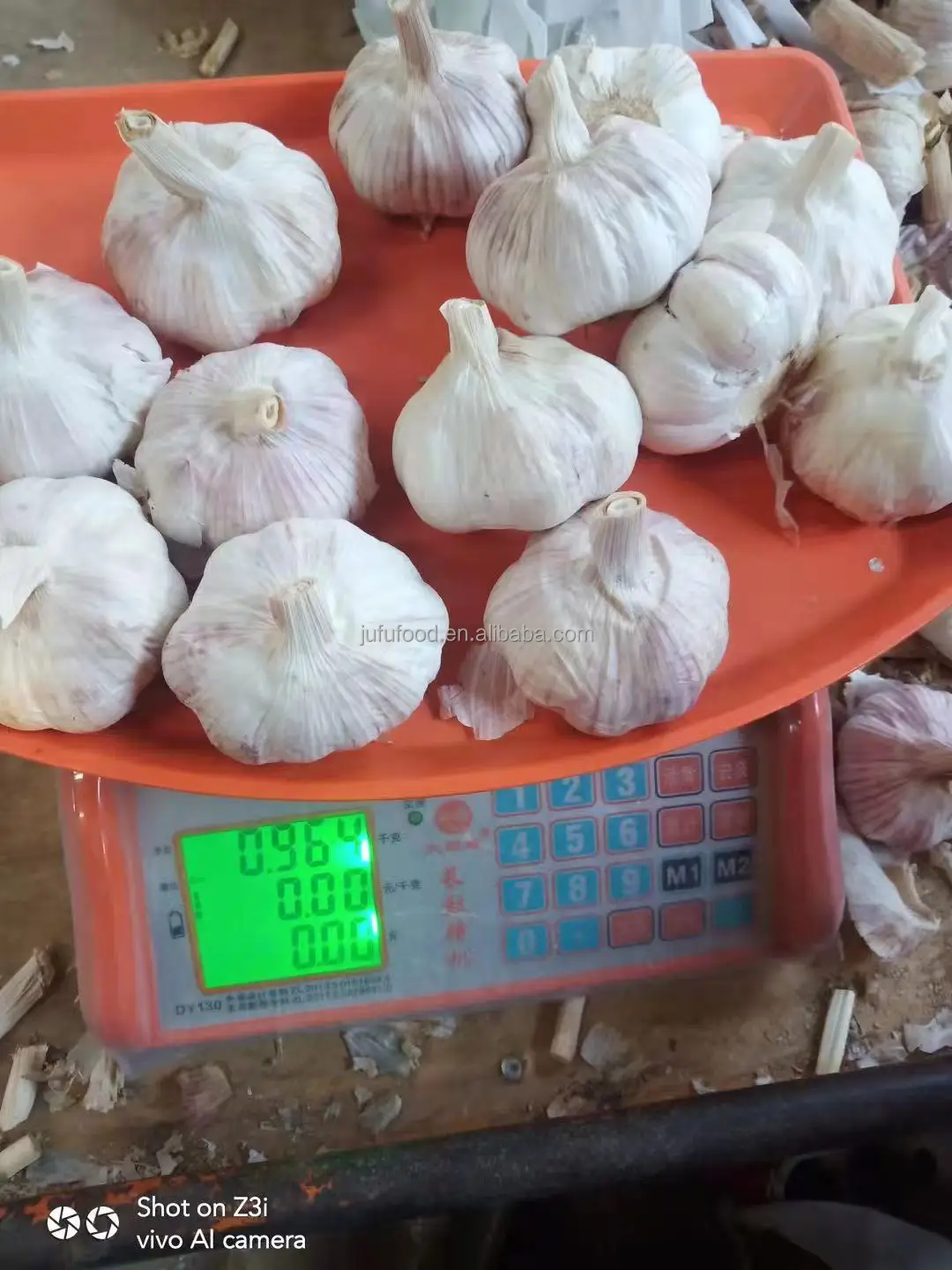 China Garlic Planter / Wholesale Garlic