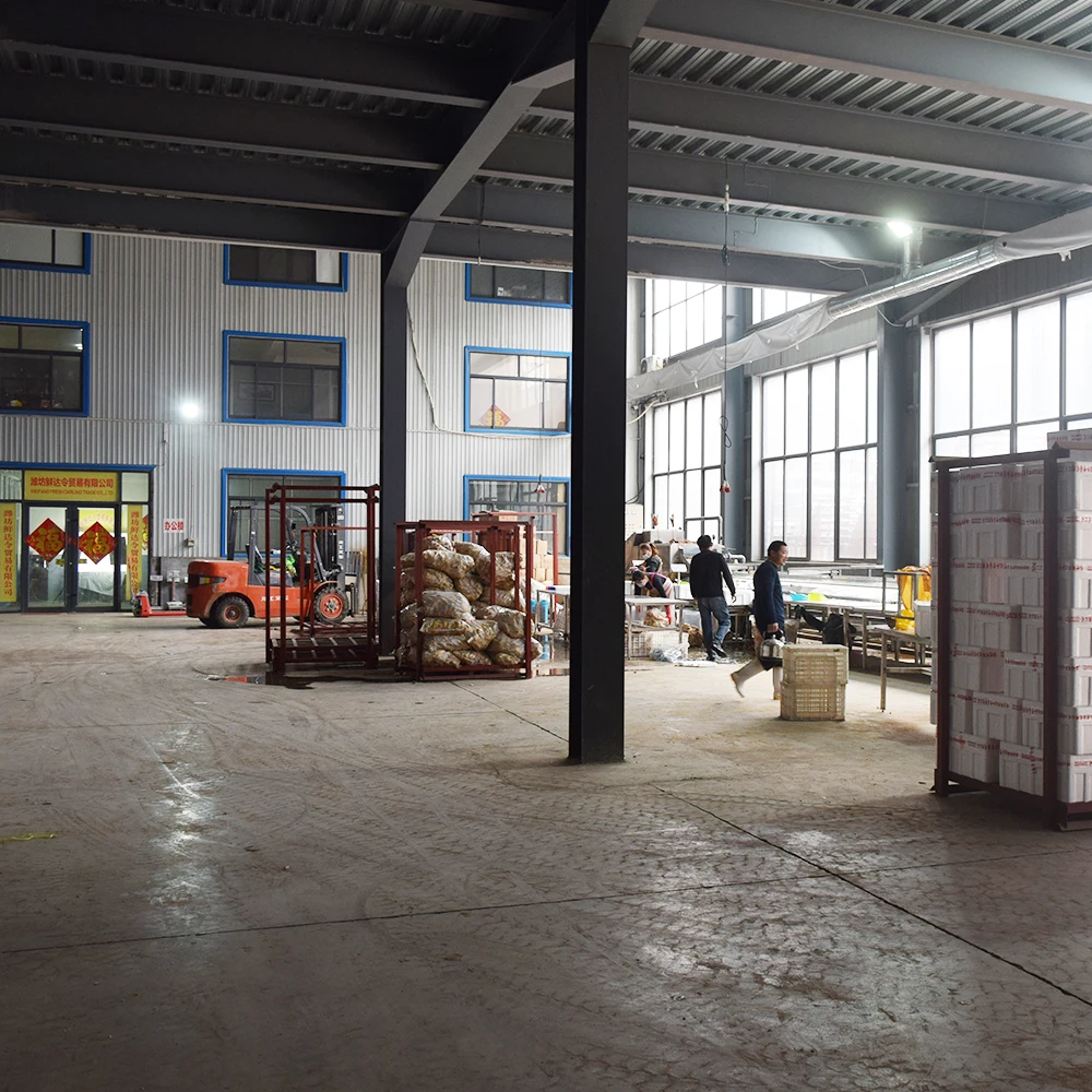 Зеленый китайский лук свежий лук шалот-порей