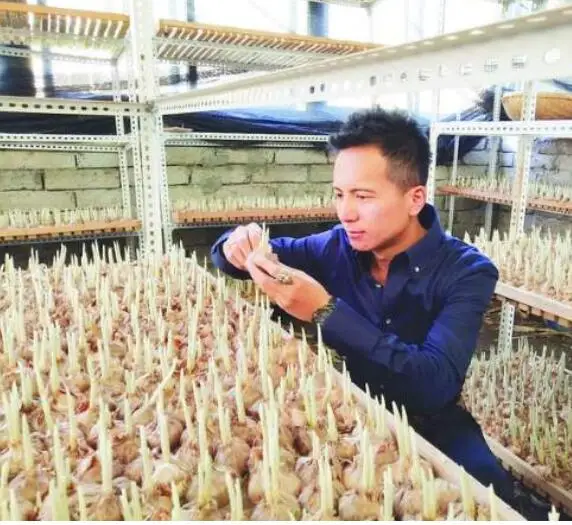 High quality flower Fresh saffron crocus bulbs for sale