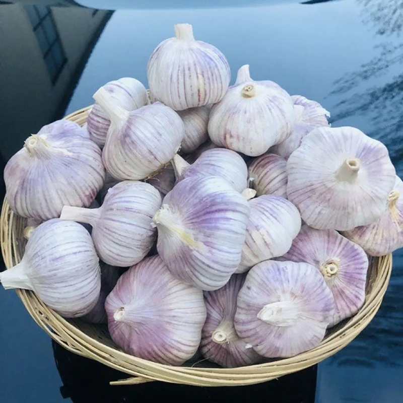 Fresh Solo Garlic From China White Garlic/Pure White Garlic/White Garlic Hot Sale