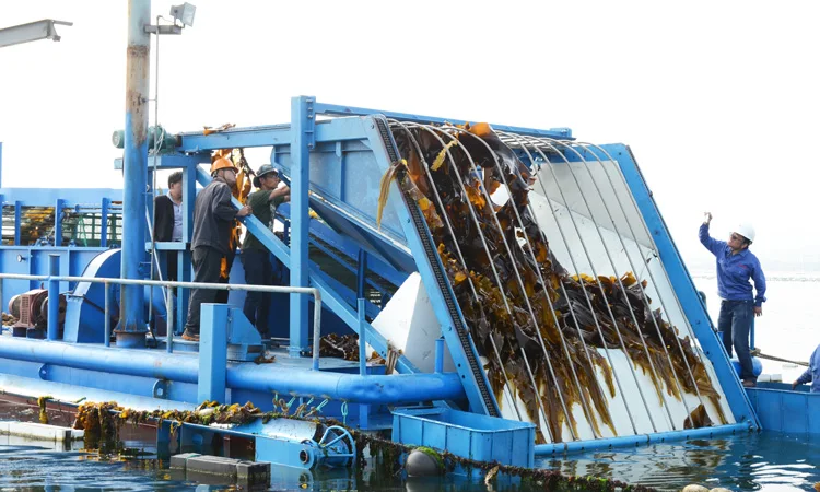 2022 Chinese Factory Best Quality Dried Cut Laminaria Seaweed Kelp Slice