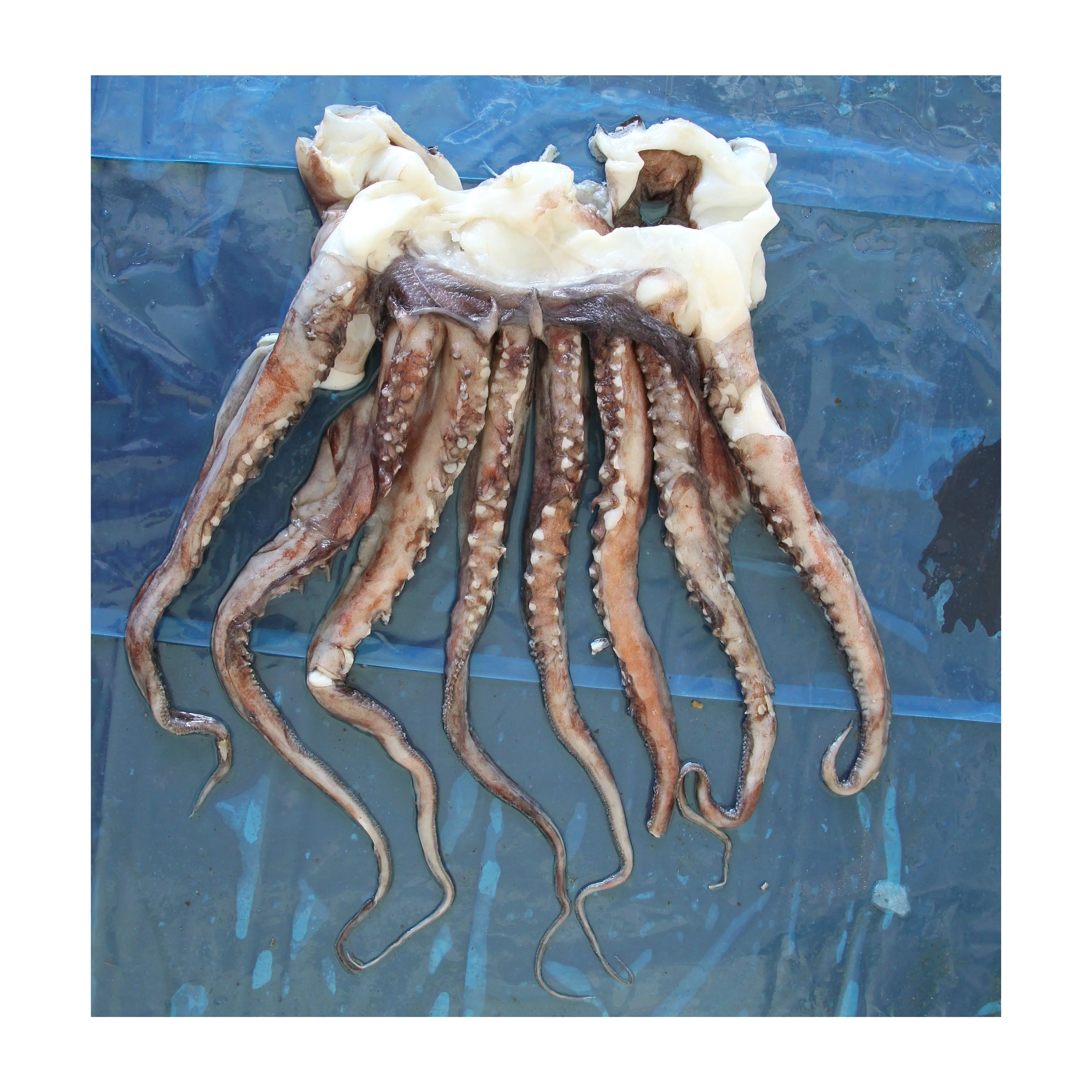 Производитель X625, морское замороженное гигантское щупальце кальмара, головка кальмара 15 кг, щупальца кальмара 1-2 кг