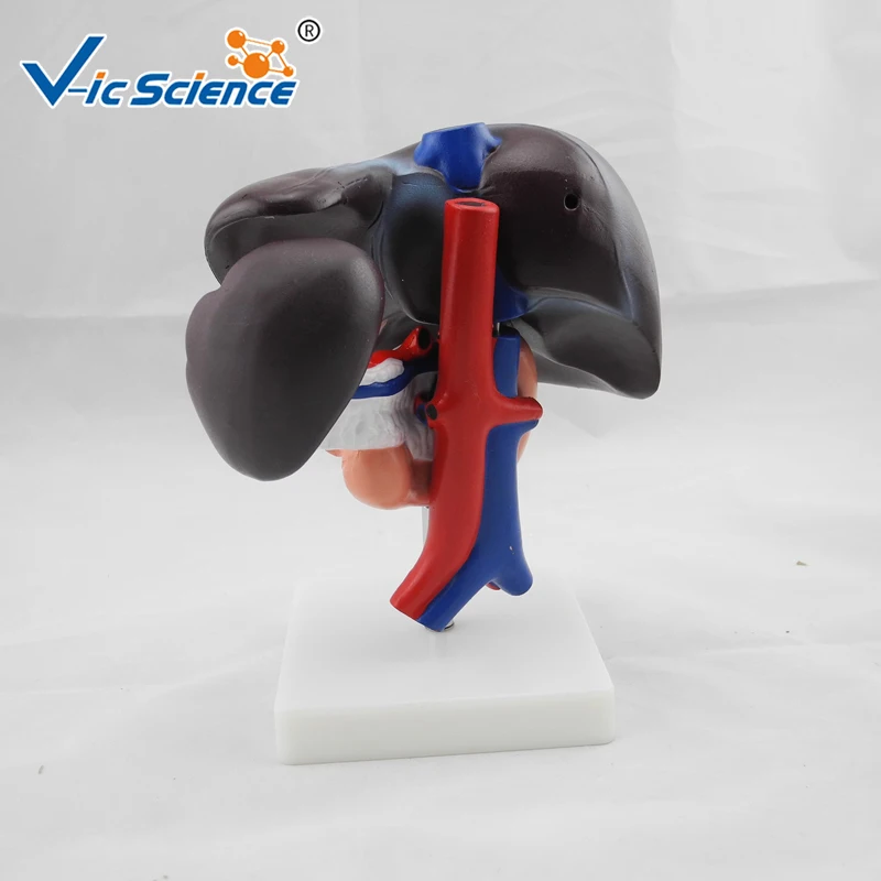 Liver, Pancreas and Duodenum Model anatomical pancreas model human digestive system model Duodenum Mode