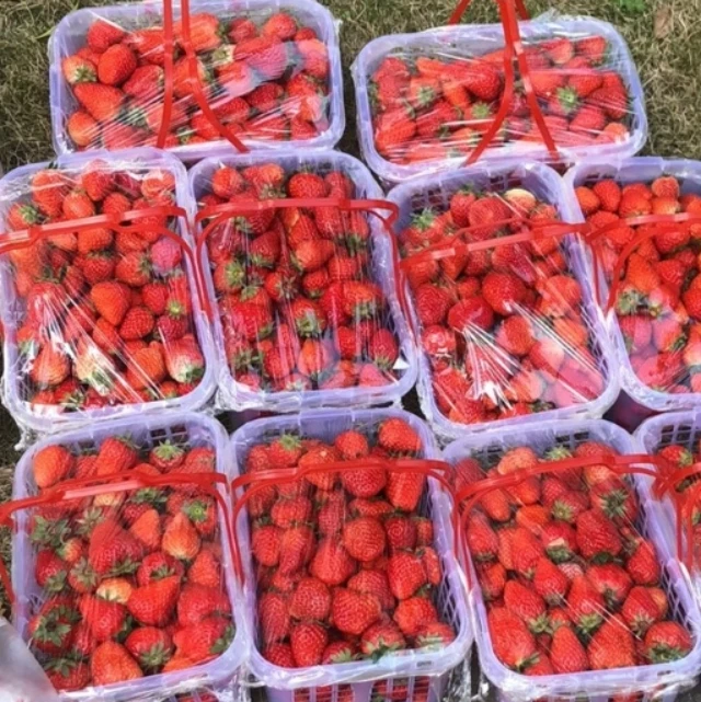 ODM OEM Organic Strawberry Juice Powder/freeze dried strawberry/organic fesh strawberry fruit