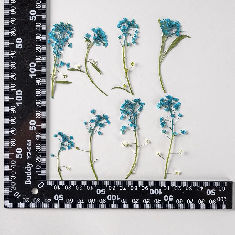 Wholesale dried Lobularia maritima embossed sweet alyssum pressed flower for DIY Phone Case Nail Art Jewelry Postcard decoration