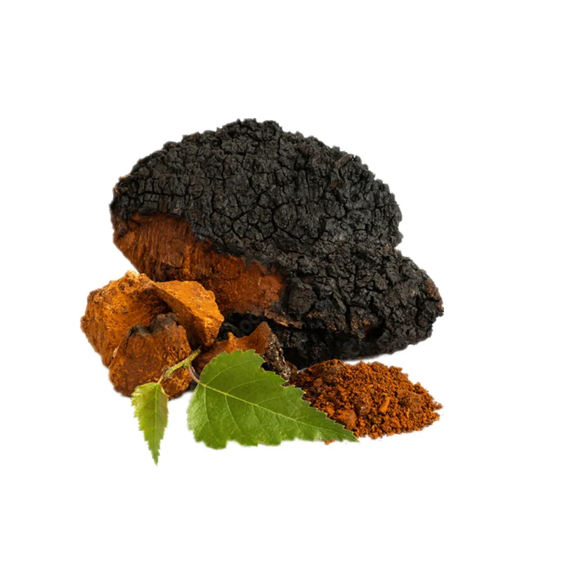 Hot sale EU/USDA certified organic chaga extract powder 30% polysaccharides fruit body