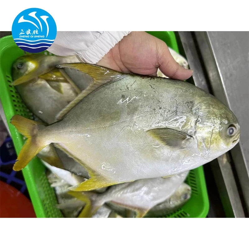 Frozen Fish Chinese Seafoods Golden Pompano Fish Golden Pomfret 300-400g 10kg/ctn with 24 Months Shelf Life