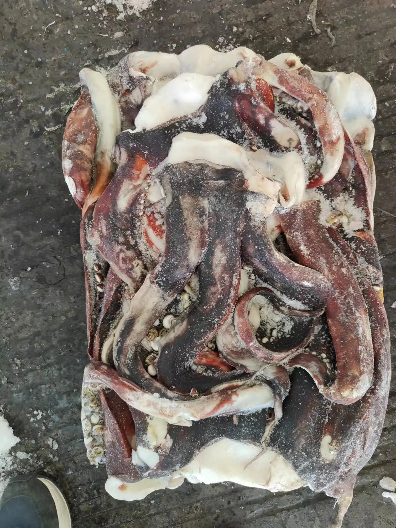 Frozen Giant Squid Long Sexual Tentacle Squid Head Tentacle Price