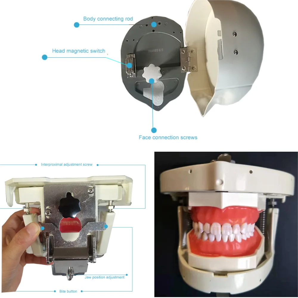 Dental Simulators Hygiene Manikins Phantom Head Sennior Teeth Model With Torso For Dentist Practise Teaching Model
