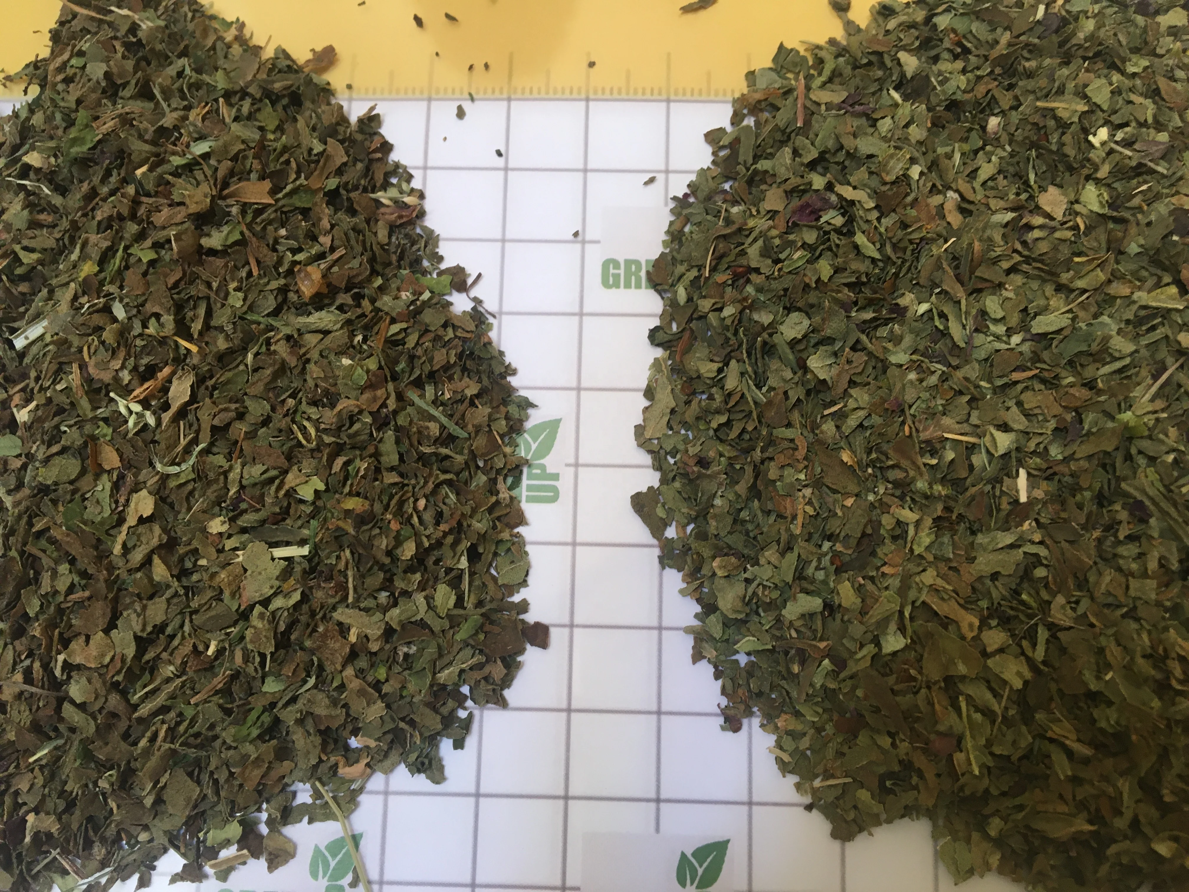 basil leaves green color no ash content no admixture no black leaves  no impurities Basilicum   high quality no stem fresh crops