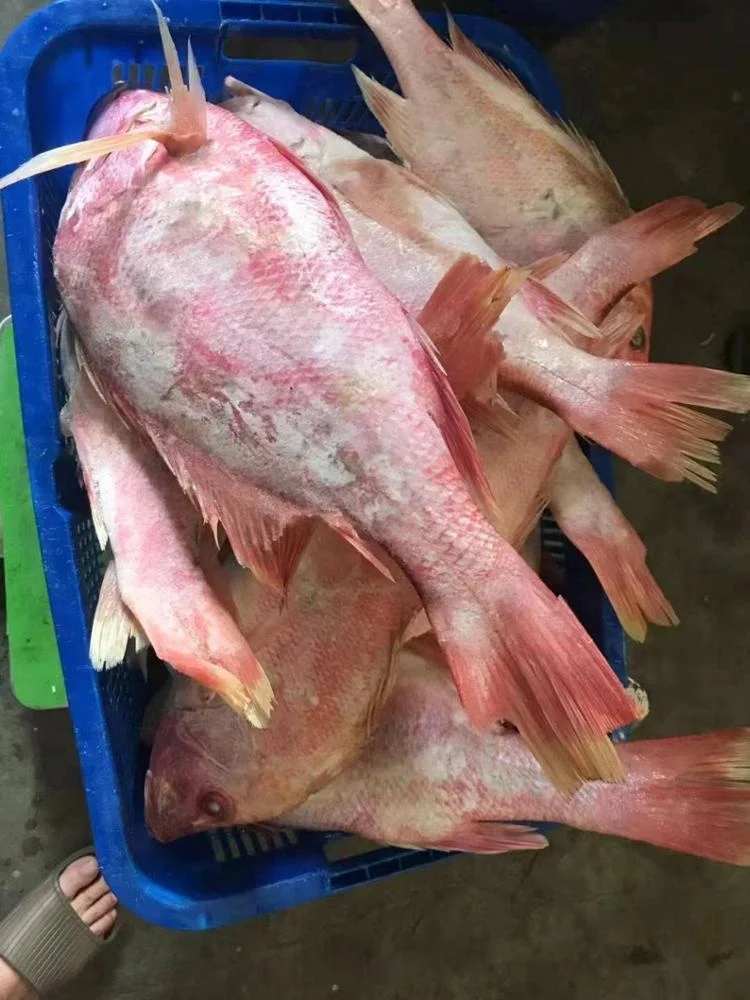 Good Sale from Indonesia Frozen Red Snapper Fillet