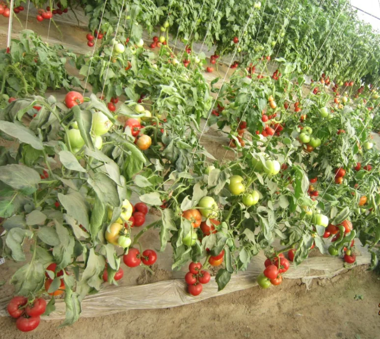 Гибрид F1, определяющий семена томатов из Китая