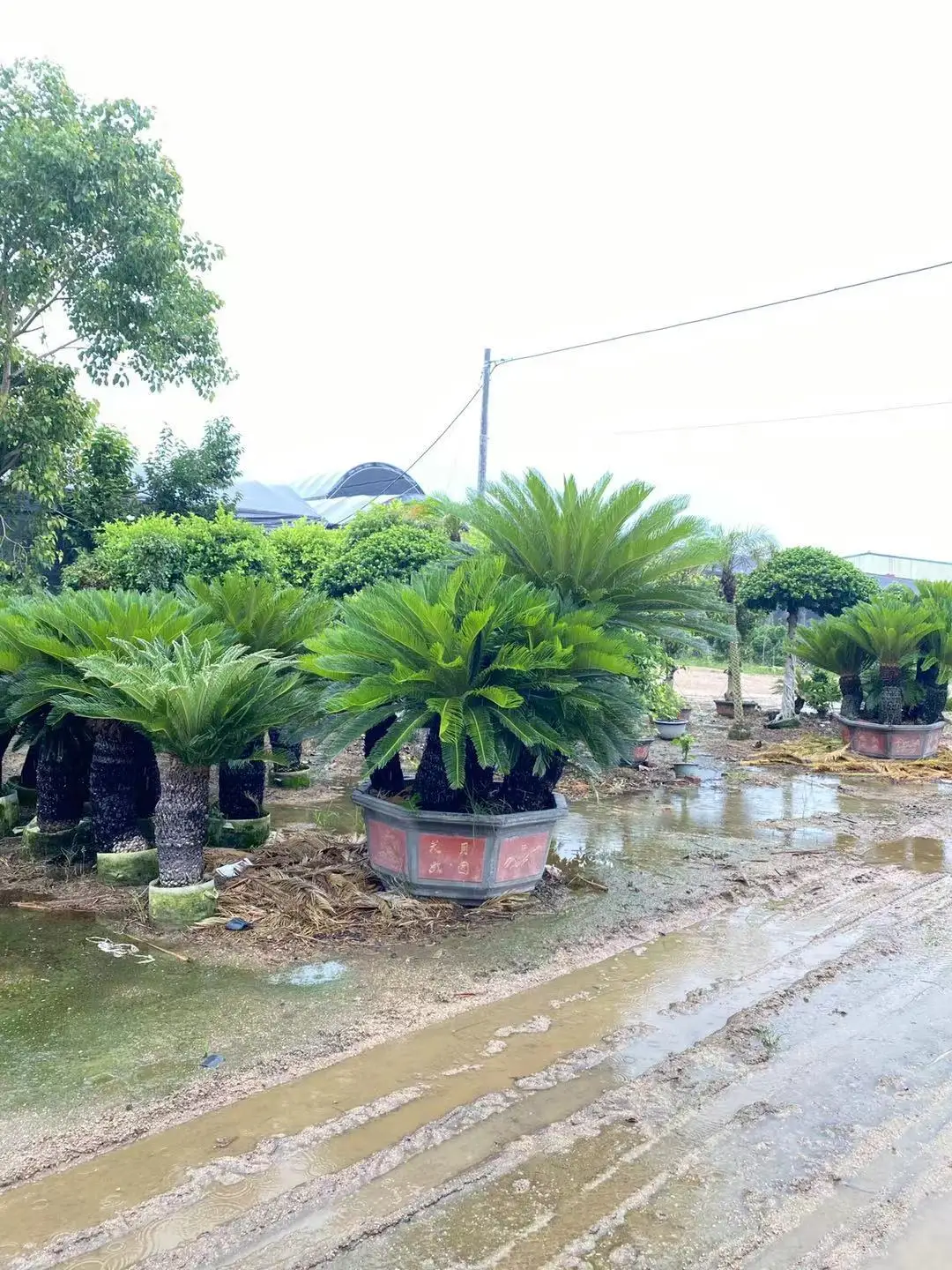 Мульти-головная Cycas Revoluta (Sago ладонь)