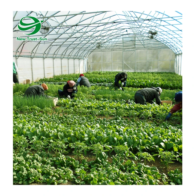 
Low Cost Agricultural Singlespan Plastic Film Tunnel Greenhouse 