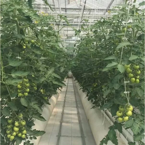 Tomato Growing Greenhouse
