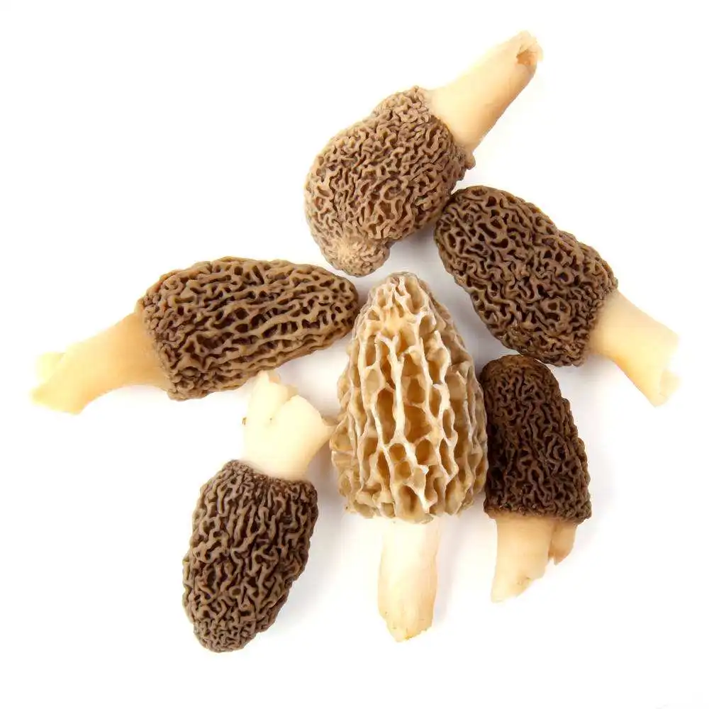  Высшее качество оптовые продажи морельный гриб высушенный Morchella Esculenta из