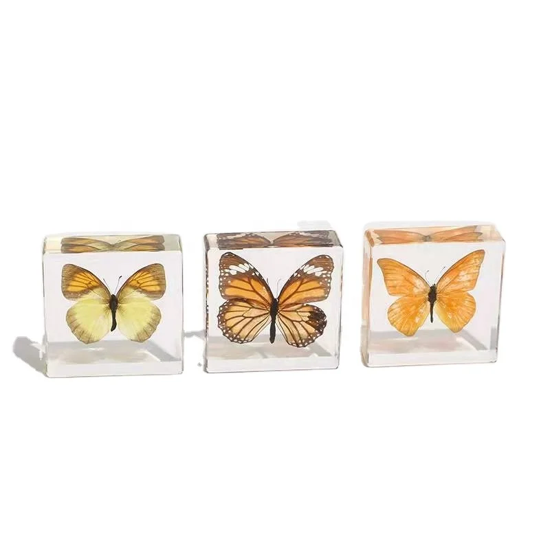 Подарок для рукоделия, биологические образцы, красивый консервированный образец бабочки-насекомых