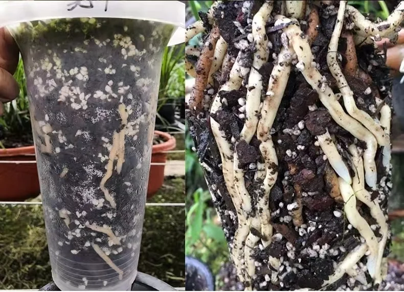 Hot Sale Good Quality Perlite Agriculture Expanded Perlite For Urban Agriculture