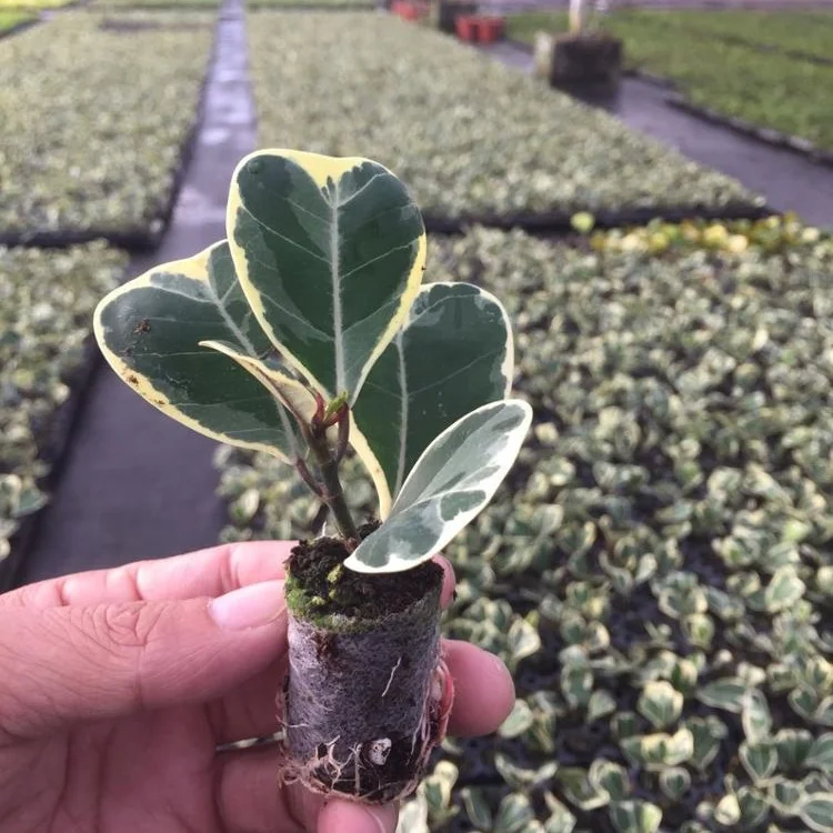 Завод рассады культура тканей растений рассады любовь фикус