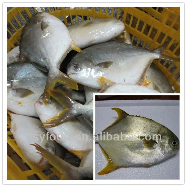 Frozen Farm Golden Pomfret /Golden Fish