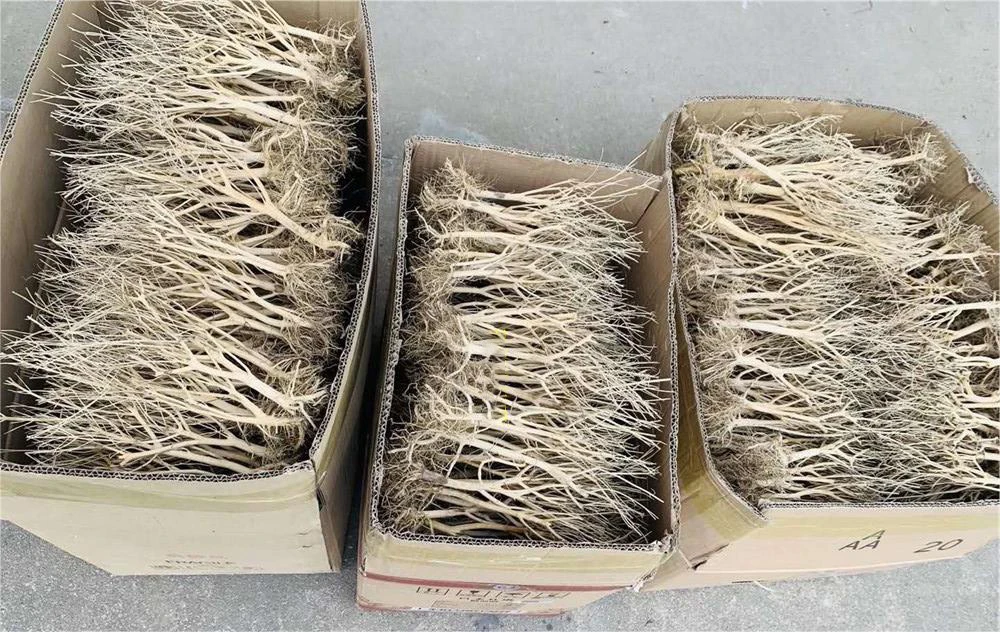 Natural aquarium landscaping Small Brazilian Bonsai Tree driftwood aquarium bonsai tree