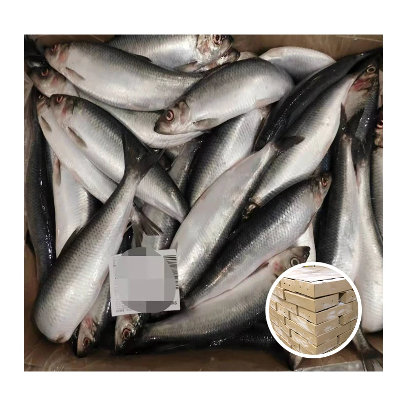 Japan Origin Frozen Herring Fish Price Whole Round Fresh Herring
