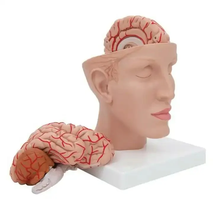 High Quality 3-Part Hammer Head/Brain Model for Biology and Human Anatomy Education