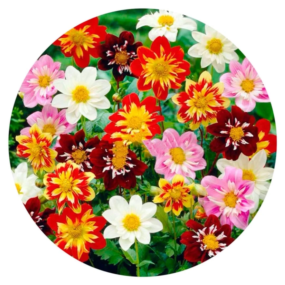 Цветочные семена колларета Далии смешанные