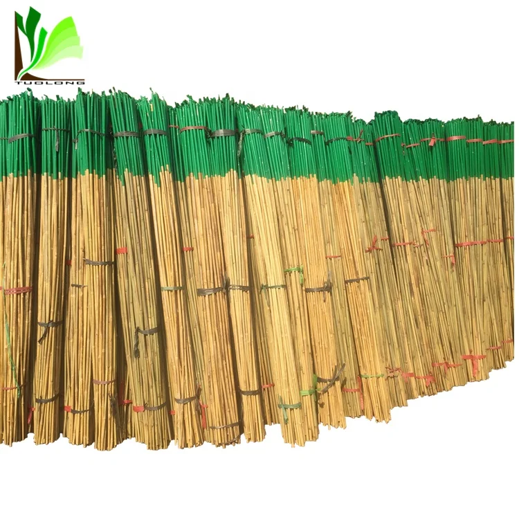 Тростник и бамбуковый тростник и бамбуковый колпачок