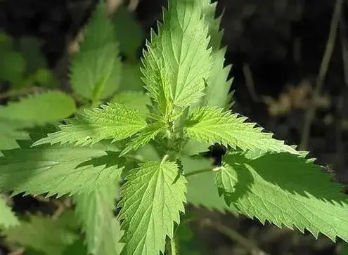 Factory Supply Good Quality Bulk Nettle extract Powder Silicone
