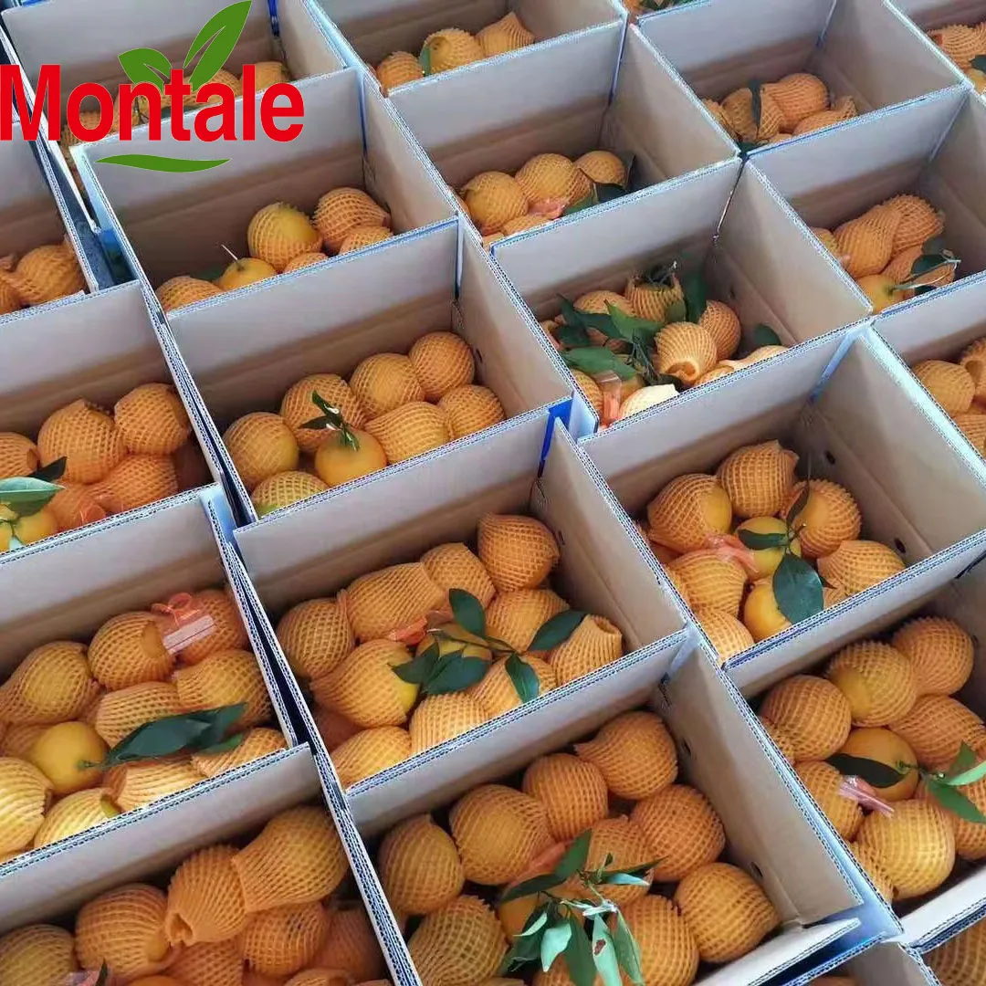 orange fruit newhall orange new market tang orange