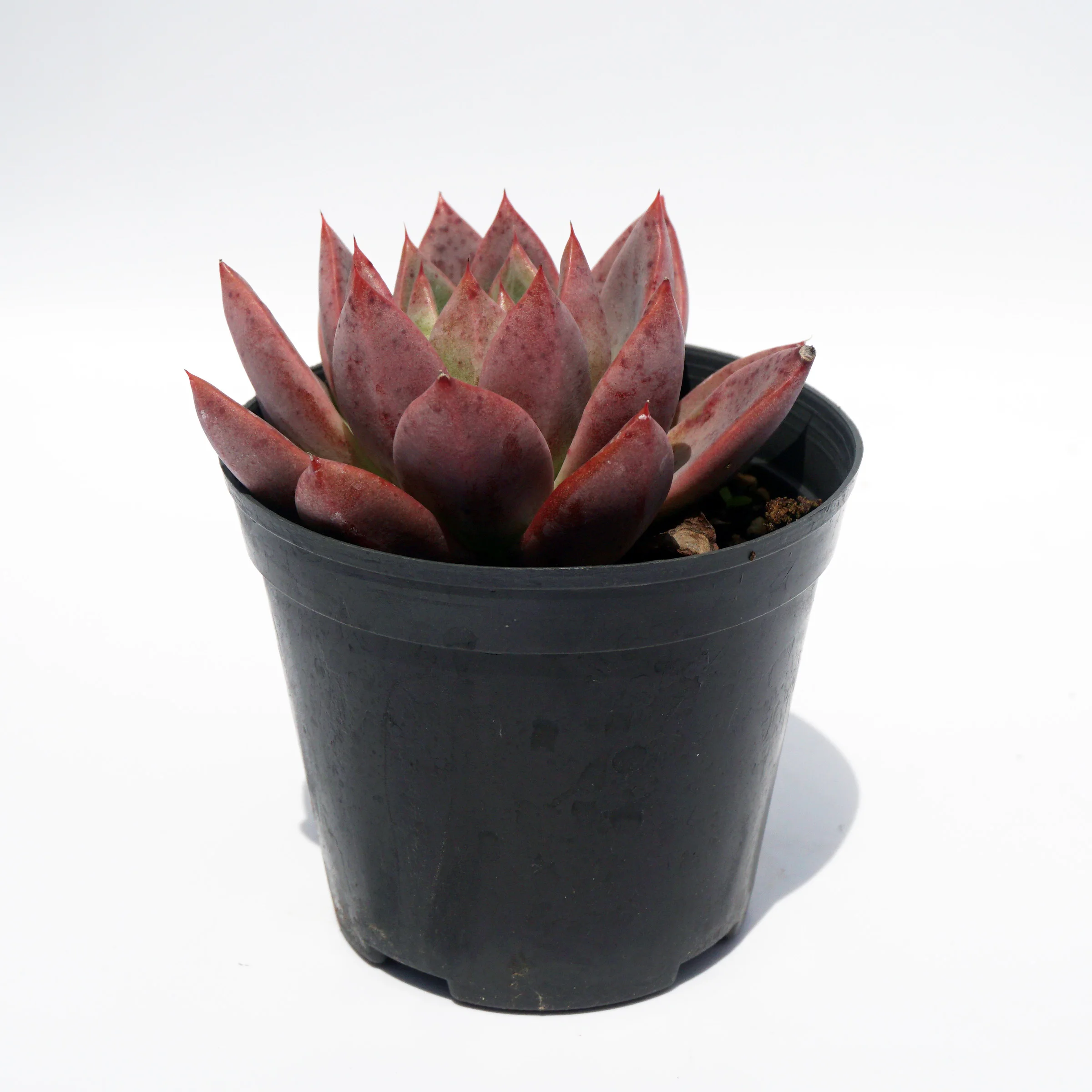 natural plant ingredients suculentas ornamental echeveria variegated succulent plant