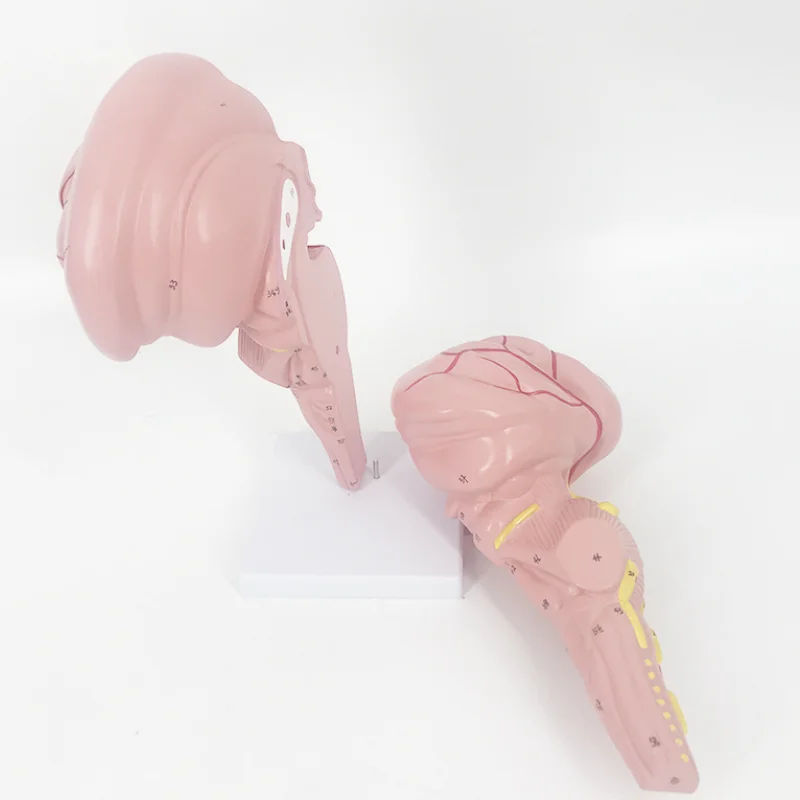 YA/N021 Natural Size Human Brainstem Model for Anatomy Research