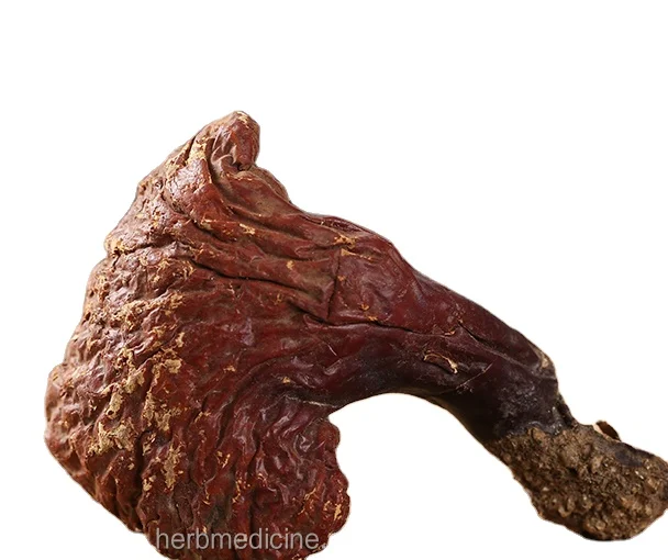 
100% natural Dried loose whole wild Ganoderma tsugae Murr 