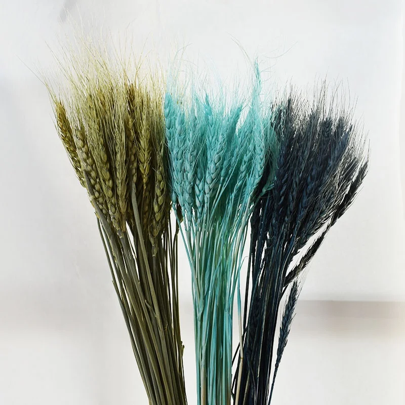 High Quality Colored Natural Dried Wheat Stalks Dried Flowers for Home Decoration
