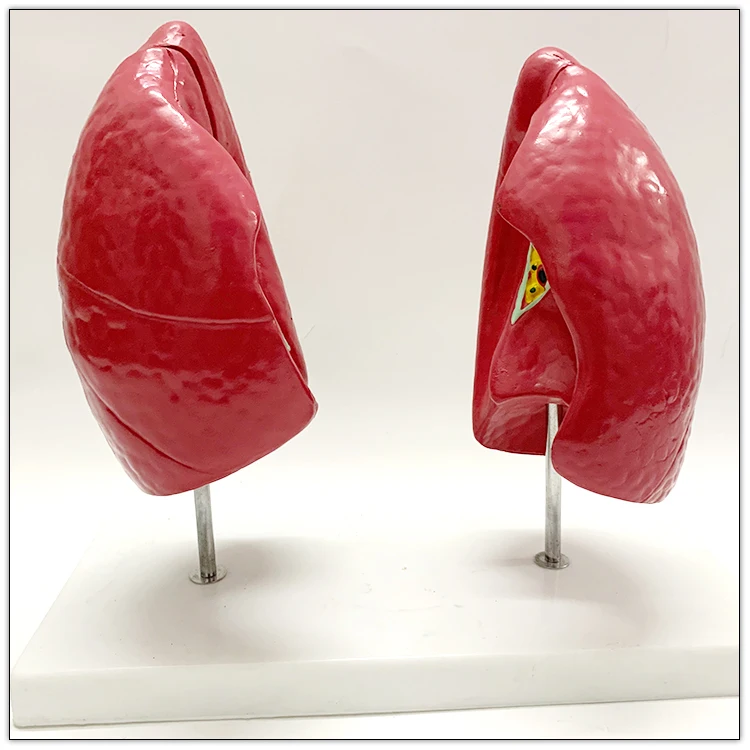 Wholesale Respiratory Artificial Biology Human Anatomical artificial lung Model