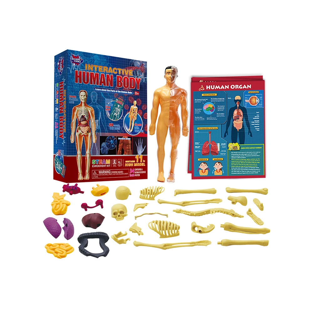 Kids Learning Toys Human Body Models Organs Science Project kits Science Engineering Toy STEM Experiment Kits