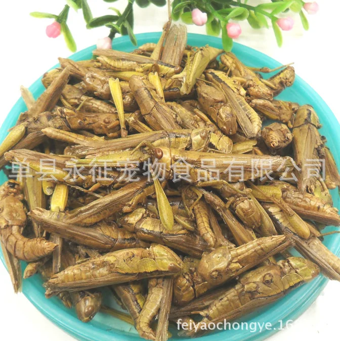 YZ Hot Selling Insects Feed Locusts for Fish Feed