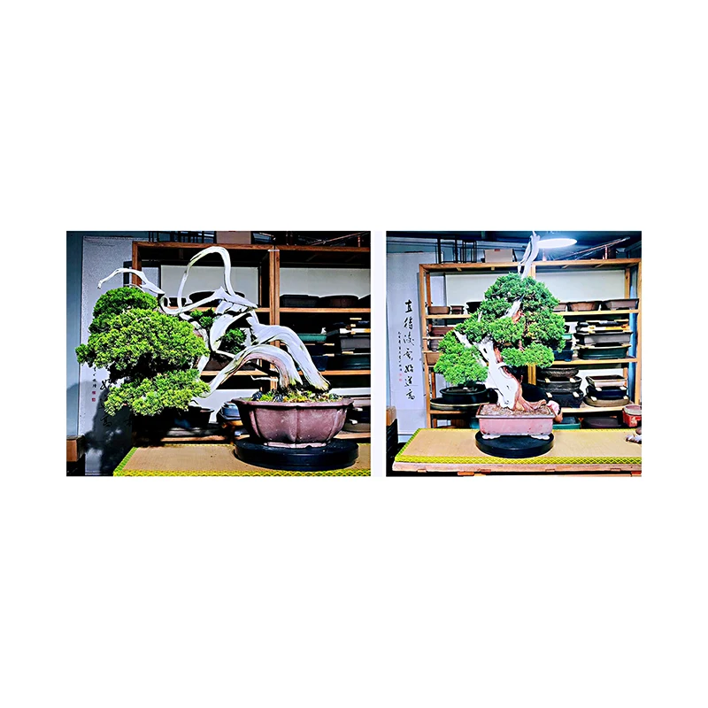 High glade Japan Bonsai Tree For Beginners