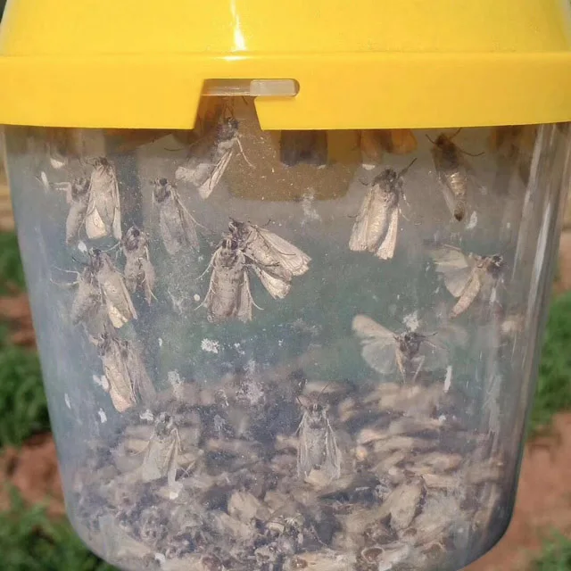Hot sale bucket funnel traps bucket moth trap from factory