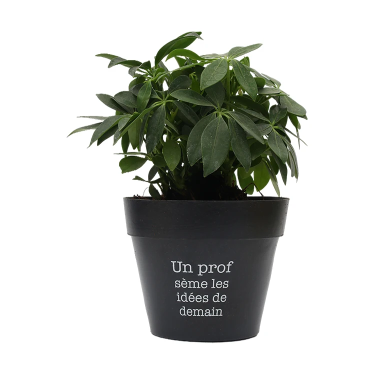 Manufacturer Supplier Cactus Cheap Price Flower Pot Nursery Eco friendly Flowerpot