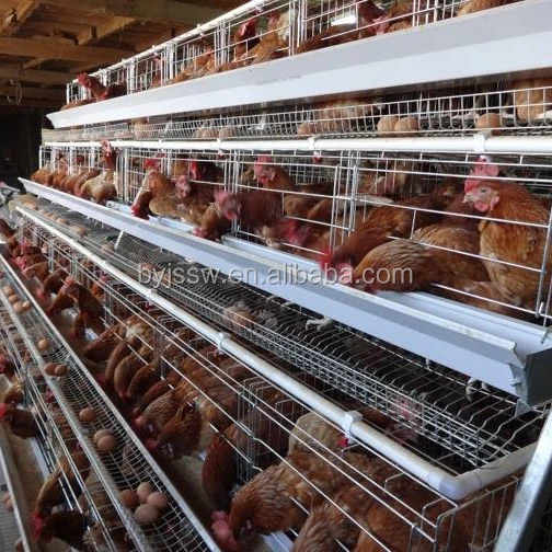 Конструкционный рисунок для птицефермы типа А используемый цыплят