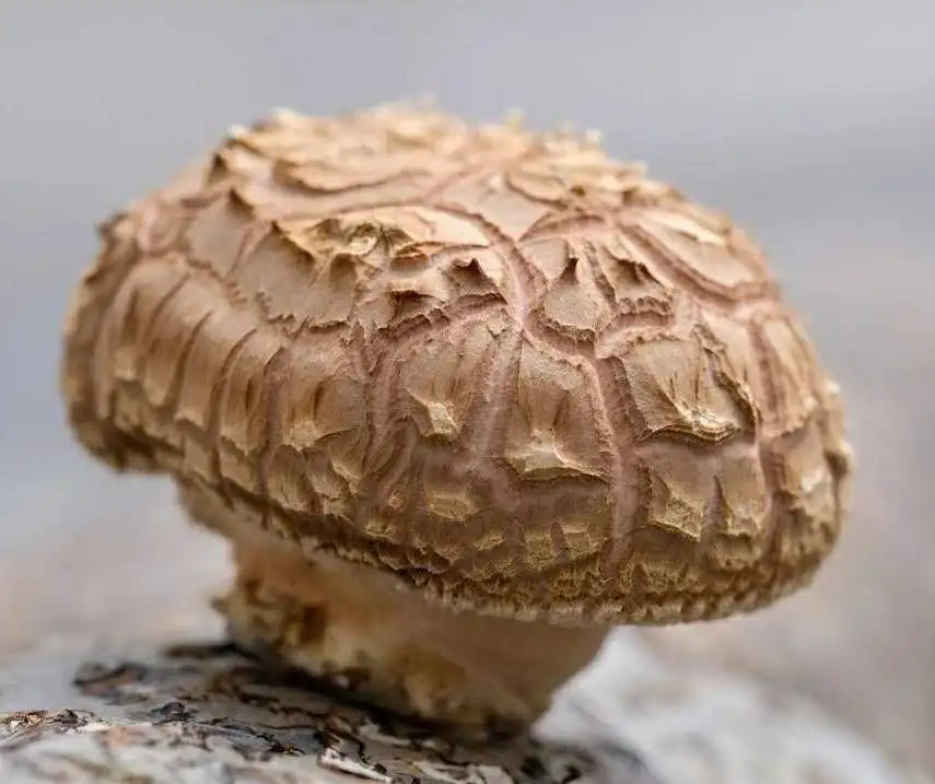 Поставка набора для выращивания грибов shiitake