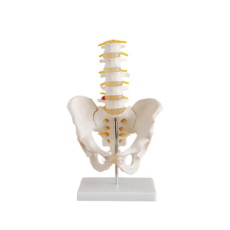 Human Life Size Simulator PVC Material  Adults Pelvis Skeleton Anatomical Model with 5 Lumbar Vertebra