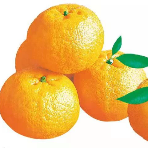 Высокое качество, оптовая продажа, чистые натуральные лучшие свежие оранжевые фрукты
