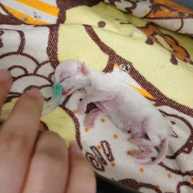 Ysenmed Pet Puppy Incubator Veterinary Equipment Instrument Dog Large Puppy Incubator With Oxygen Nebulizer