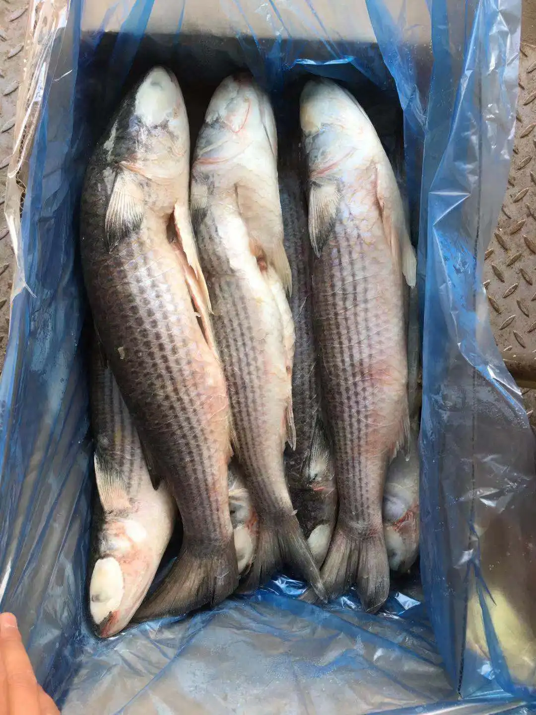 Frozen Grey Mullet Gutted cheap price offering