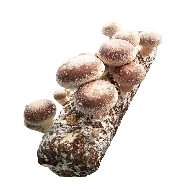 mushroom growing kits shiitake mushroom log mushroom seeds for sale