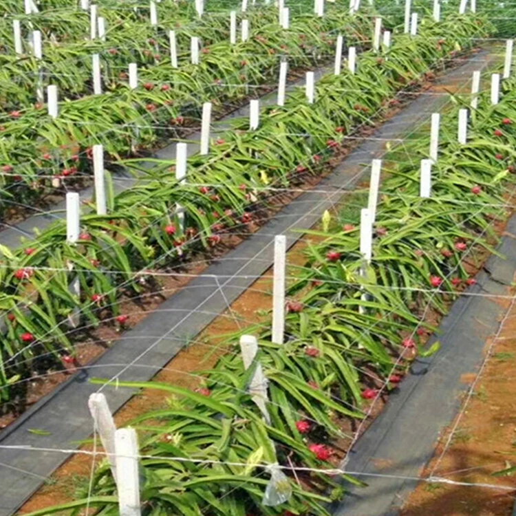 PP woven weed barrier fabric Black Control Weed Mat for blueberry