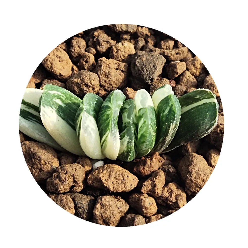 Разные семена H235 haworthia truncata, редкие суккуленты, живые растения, 3 дюйма, натуральные суккуленты, комнатные декоративные растения